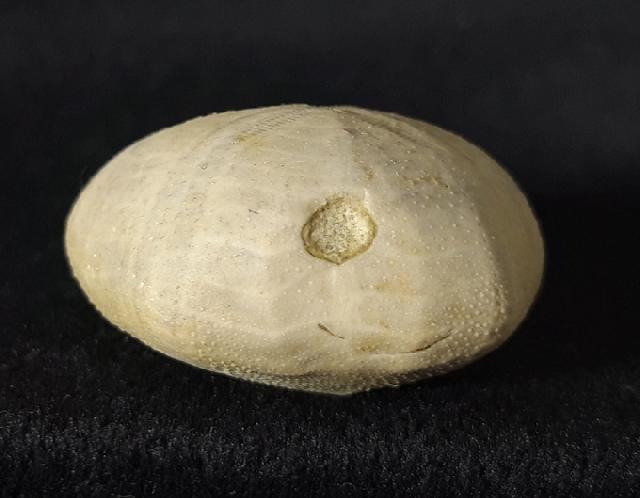 Heteraster oblongus (BRONGNIART 1821) - Bild &copy; FossNet FossilienStore